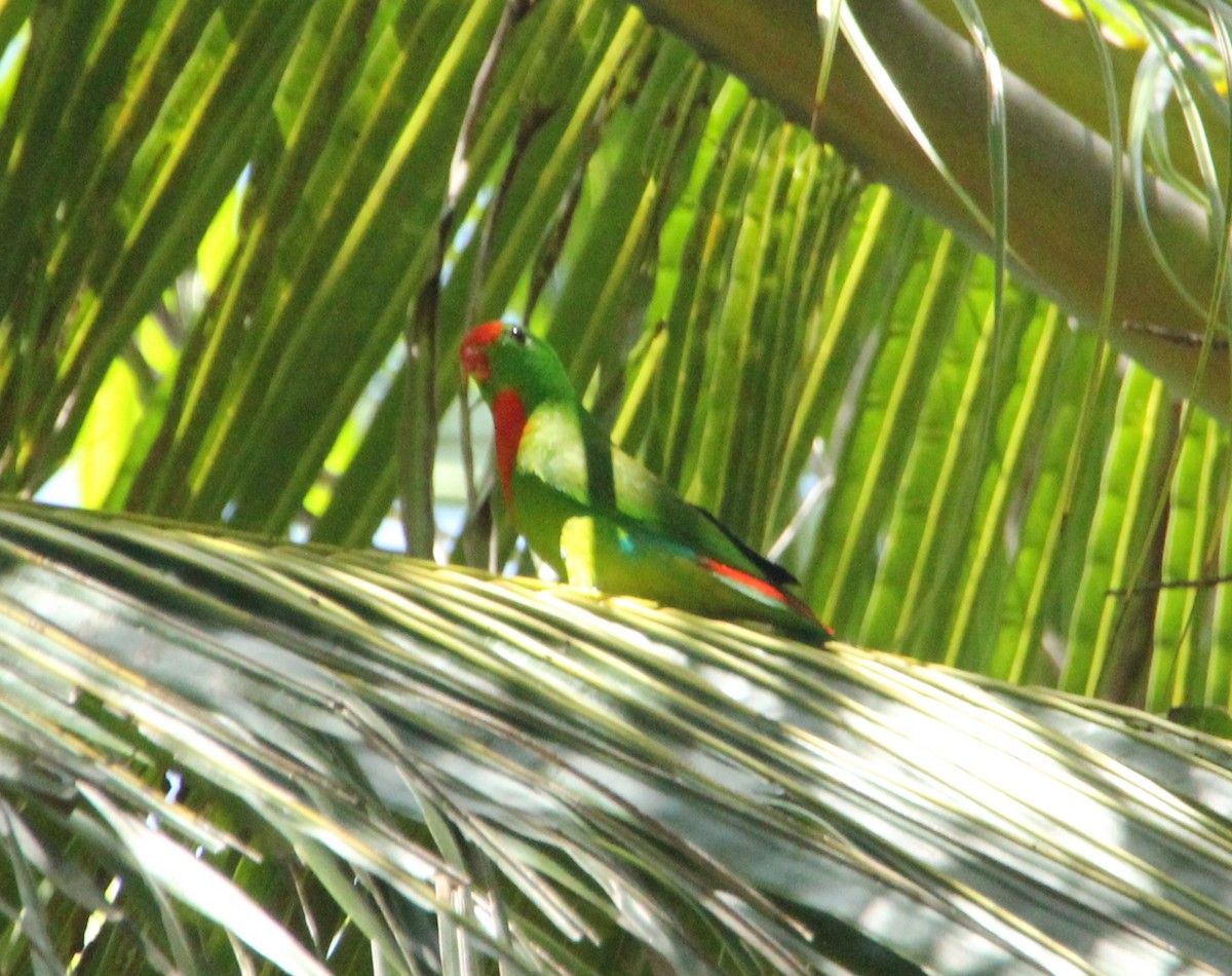 lorikul filipínský - ML633519216