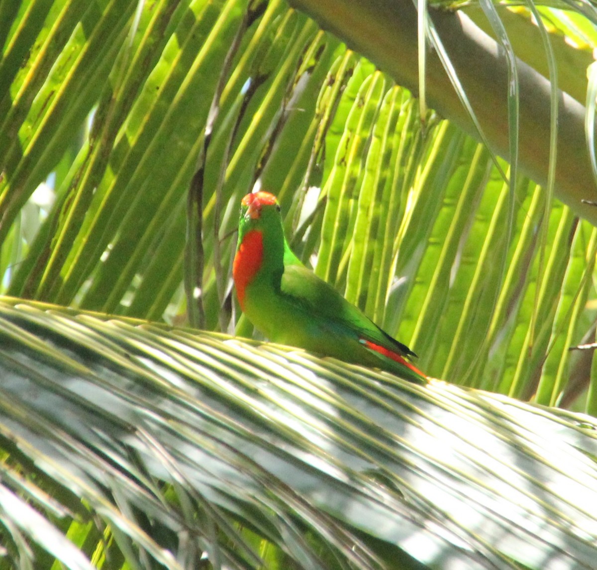 lorikul filipínský - ML633519220