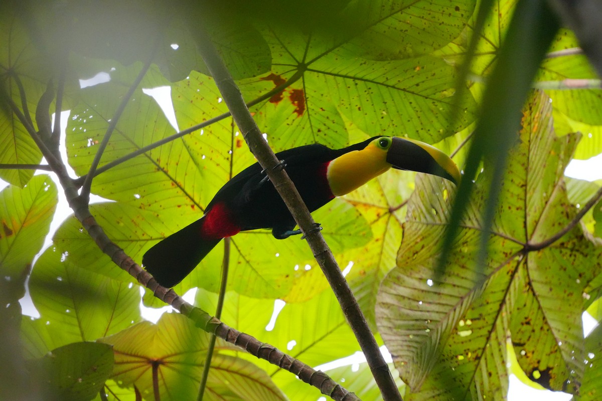 Yellow-throated Toucan - ML633519230