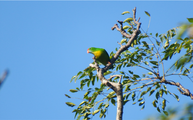 lorikul filipínský - ML633519255