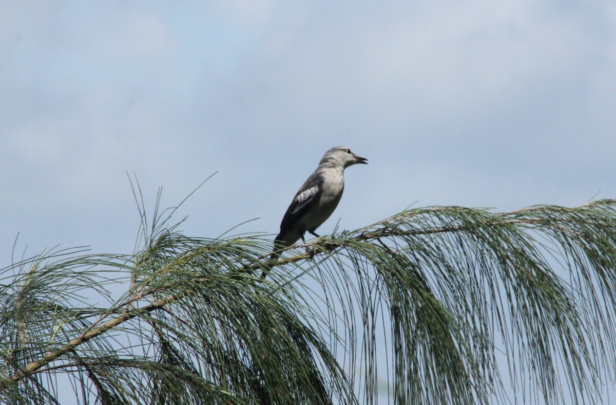 Pied Triller - ML633519539