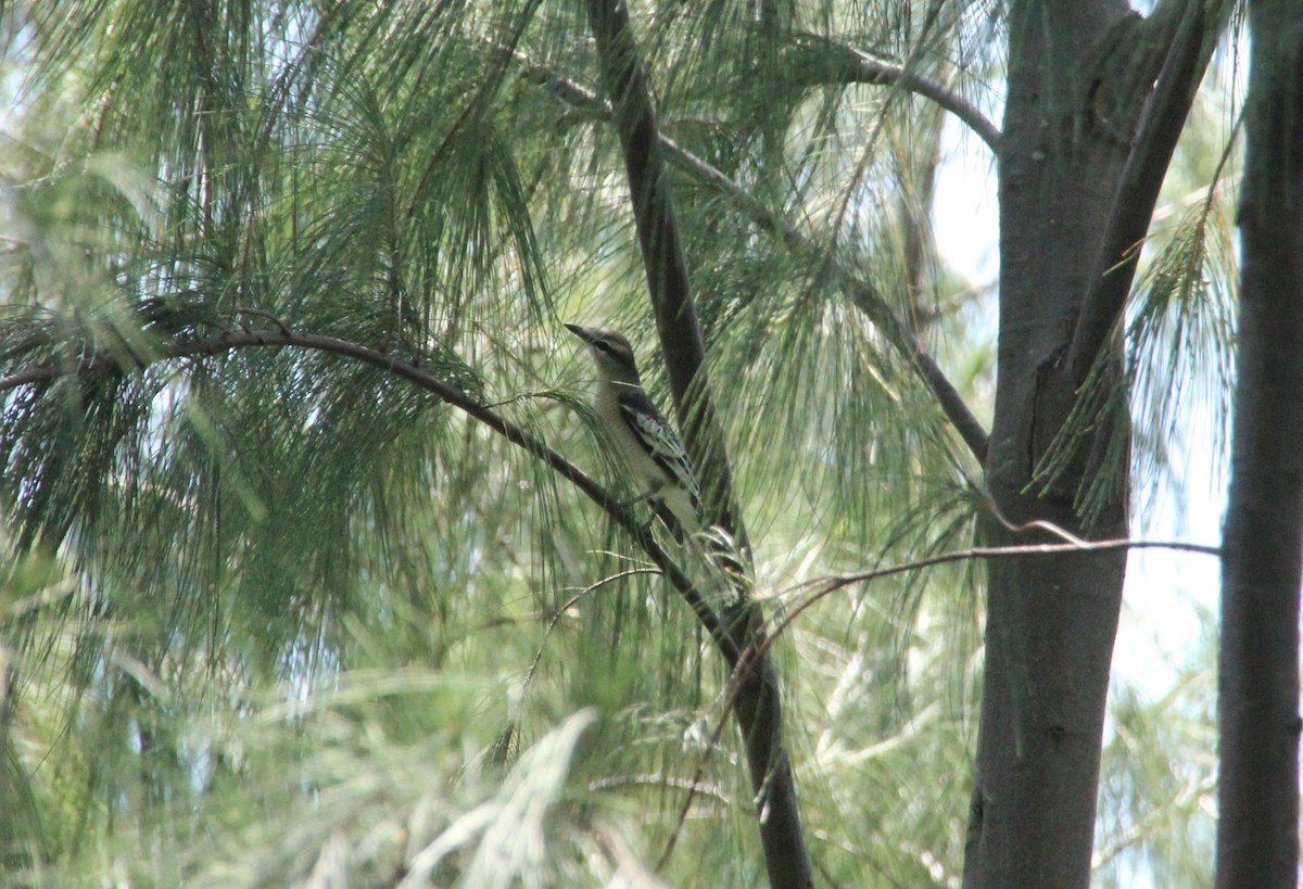 Pied Triller - ML633519554