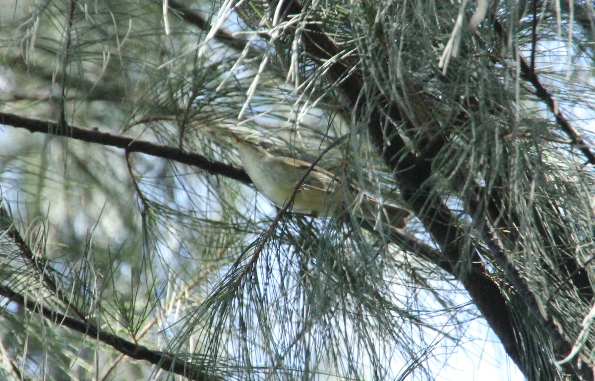 budníček japonský/severní/kamčatský - ML633519612