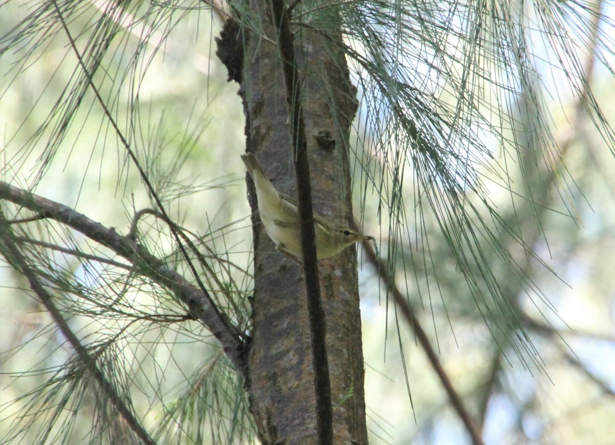 budníček japonský/severní/kamčatský - ML633519633