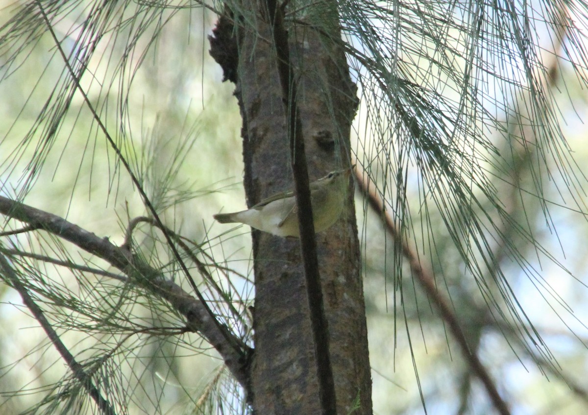 budníček japonský/severní/kamčatský - ML633519653