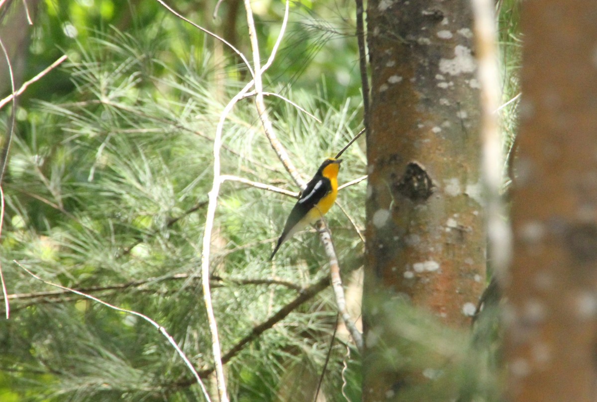 Narcissus Flycatcher - ML633519690