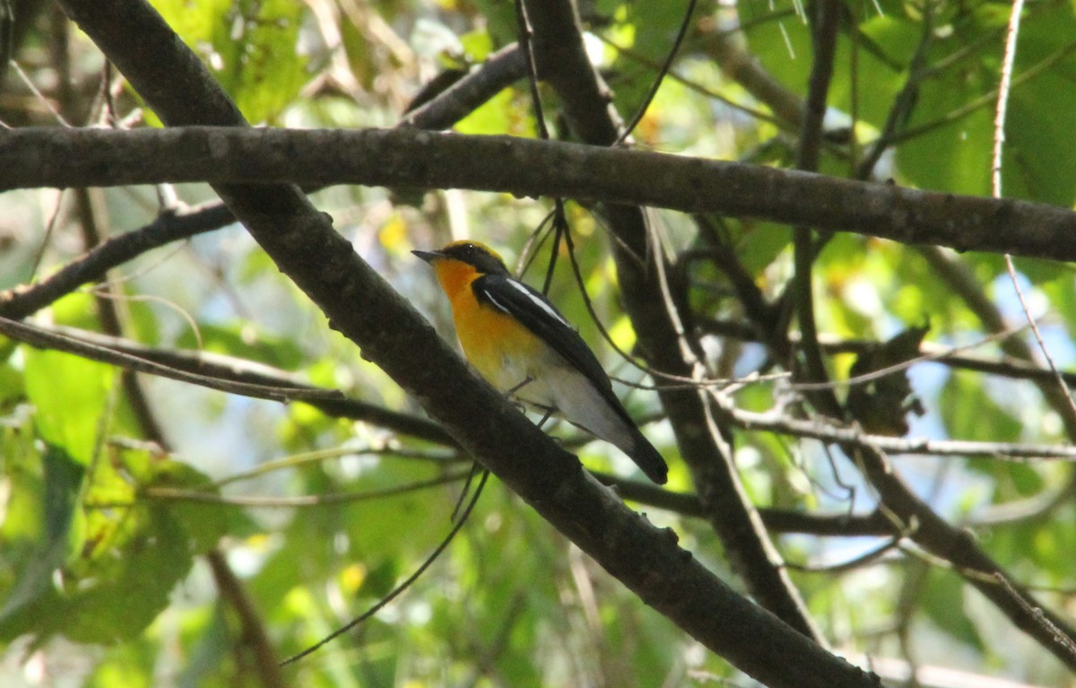 Narcissus Flycatcher - ML633519696