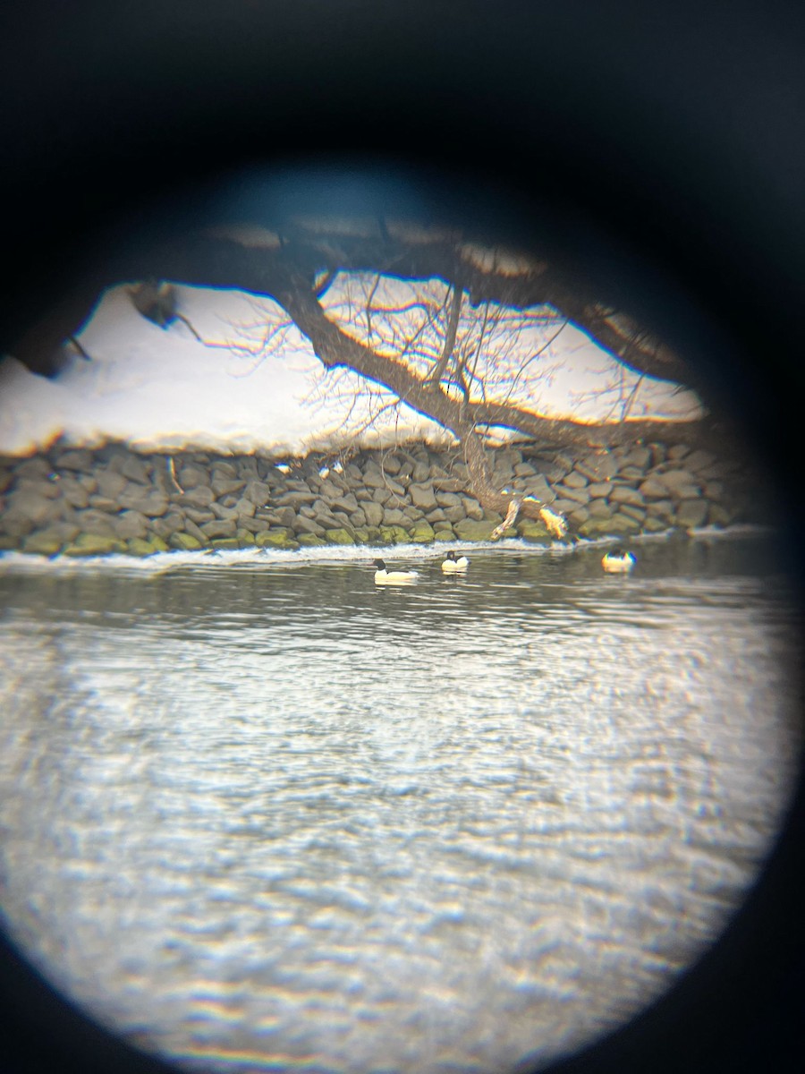 Common Merganser - ML633519698