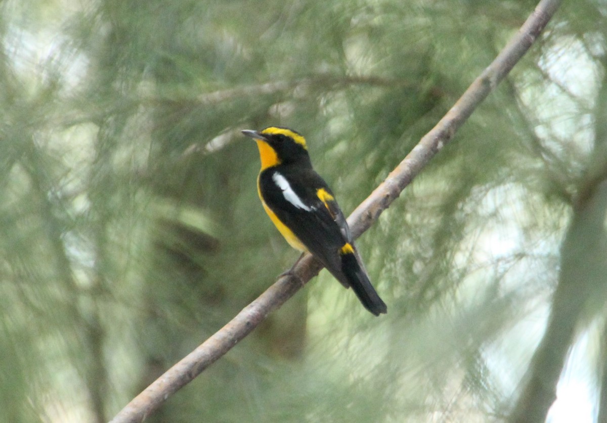 Narcissus Flycatcher - ML633519700