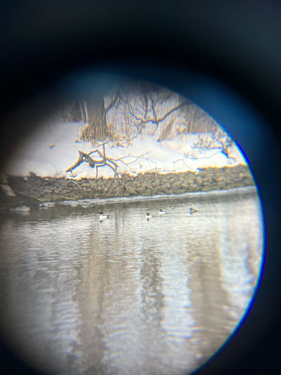 Common Goldeneye - ML633519707