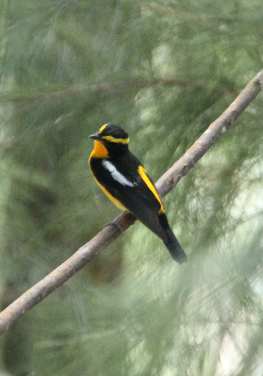 Narcissus Flycatcher - ML633519717