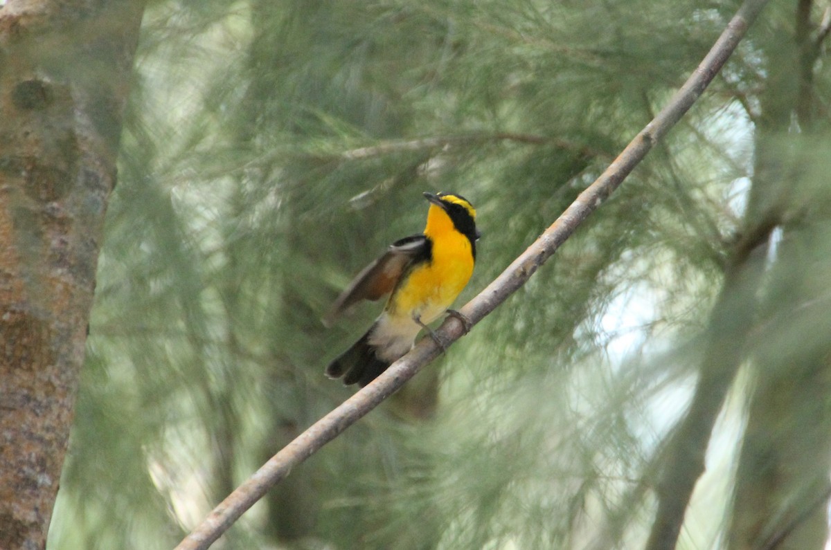 Narcissus Flycatcher - ML633519735