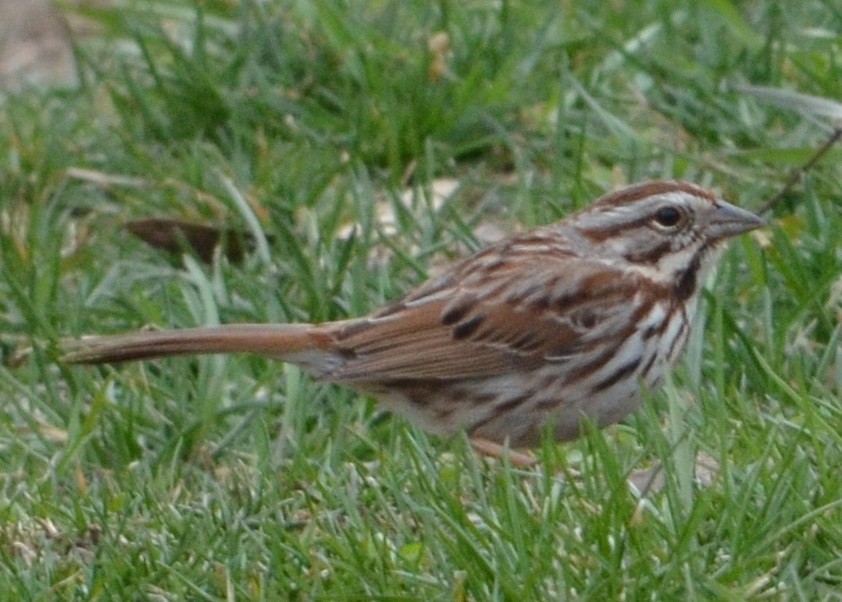 Song Sparrow (melodia/atlantica) - ML633519753