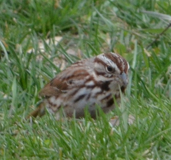 Song Sparrow (melodia/atlantica) - ML633519754