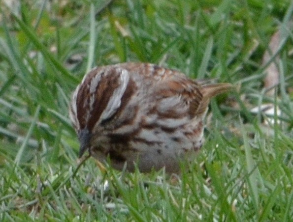 Song Sparrow (melodia/atlantica) - ML633519755