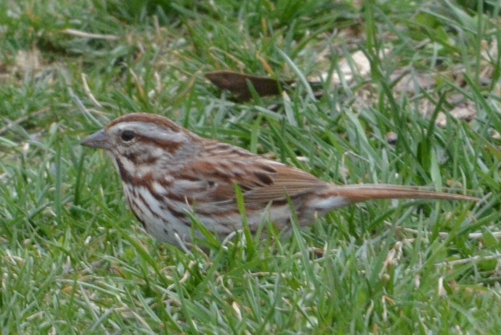 Song Sparrow (melodia/atlantica) - ML633519756