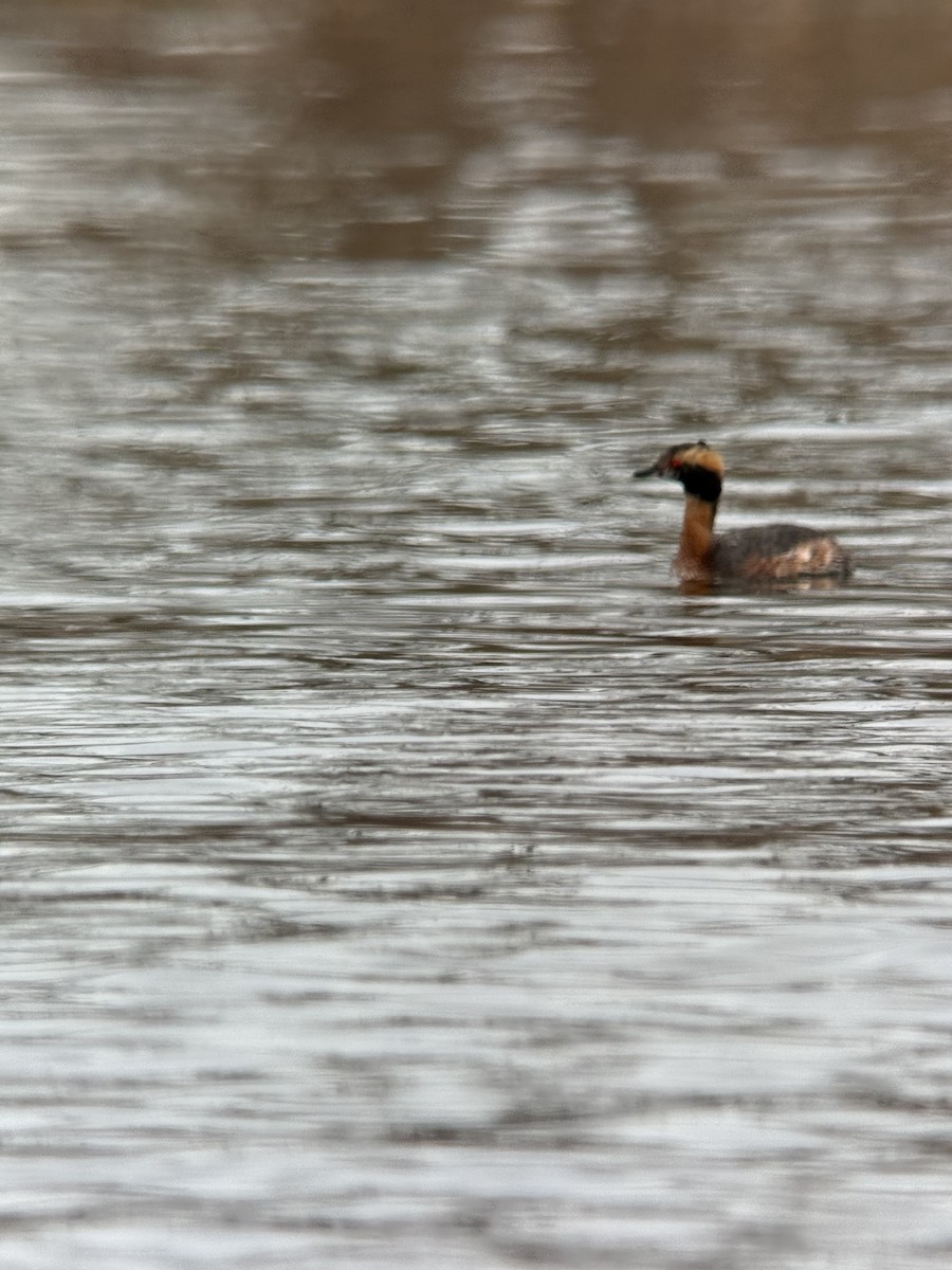 Horned Grebe - ML633519783