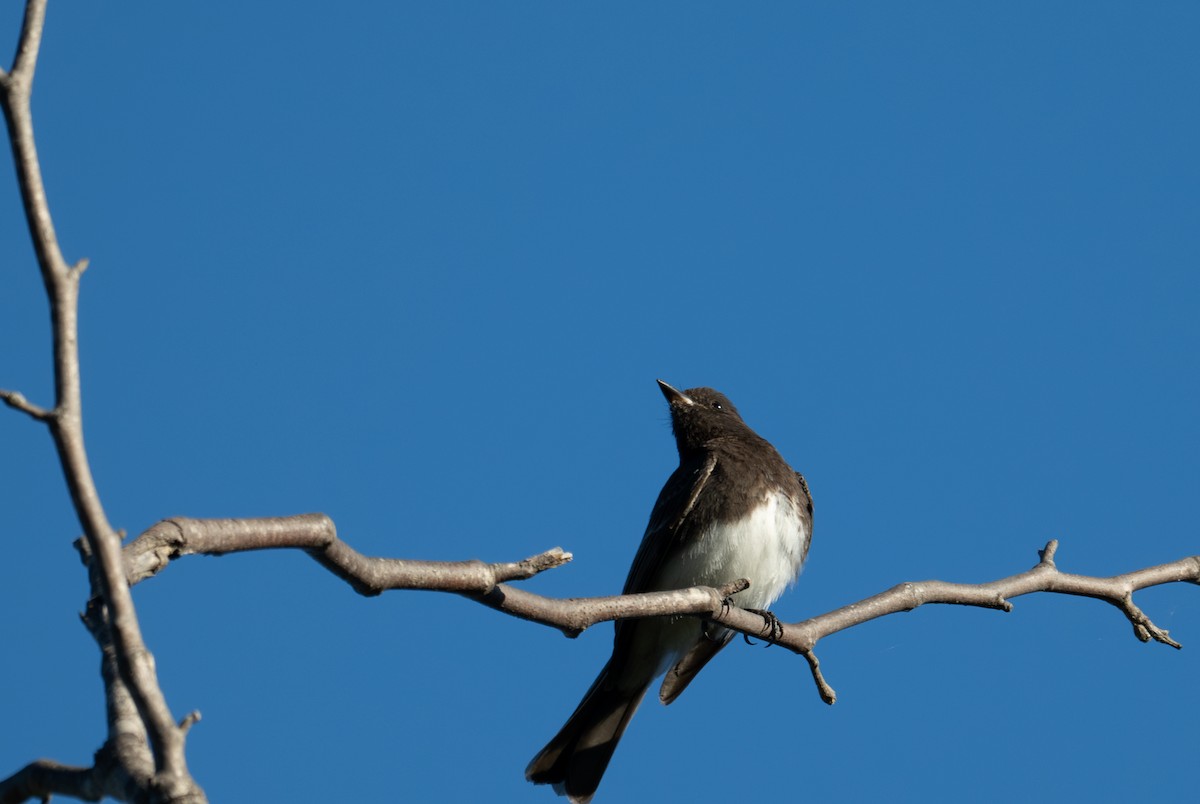Black Phoebe - ML633519827