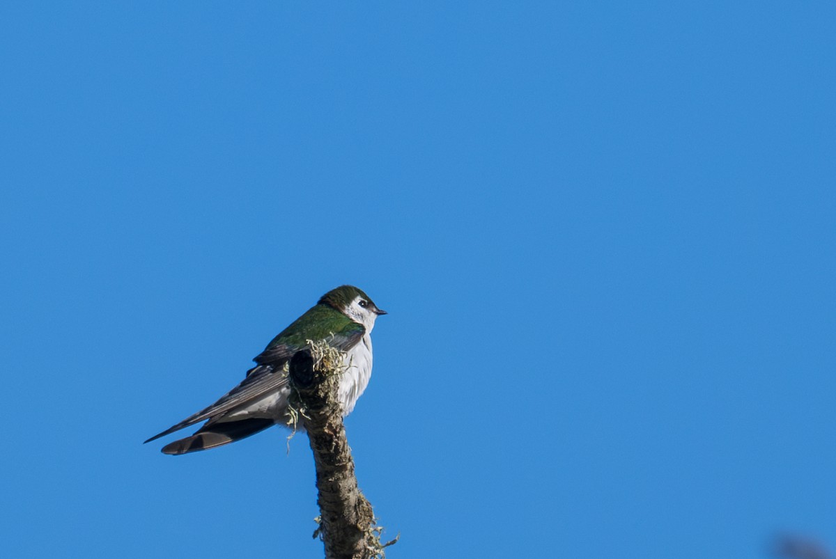 Violet-green Swallow - ML633519865