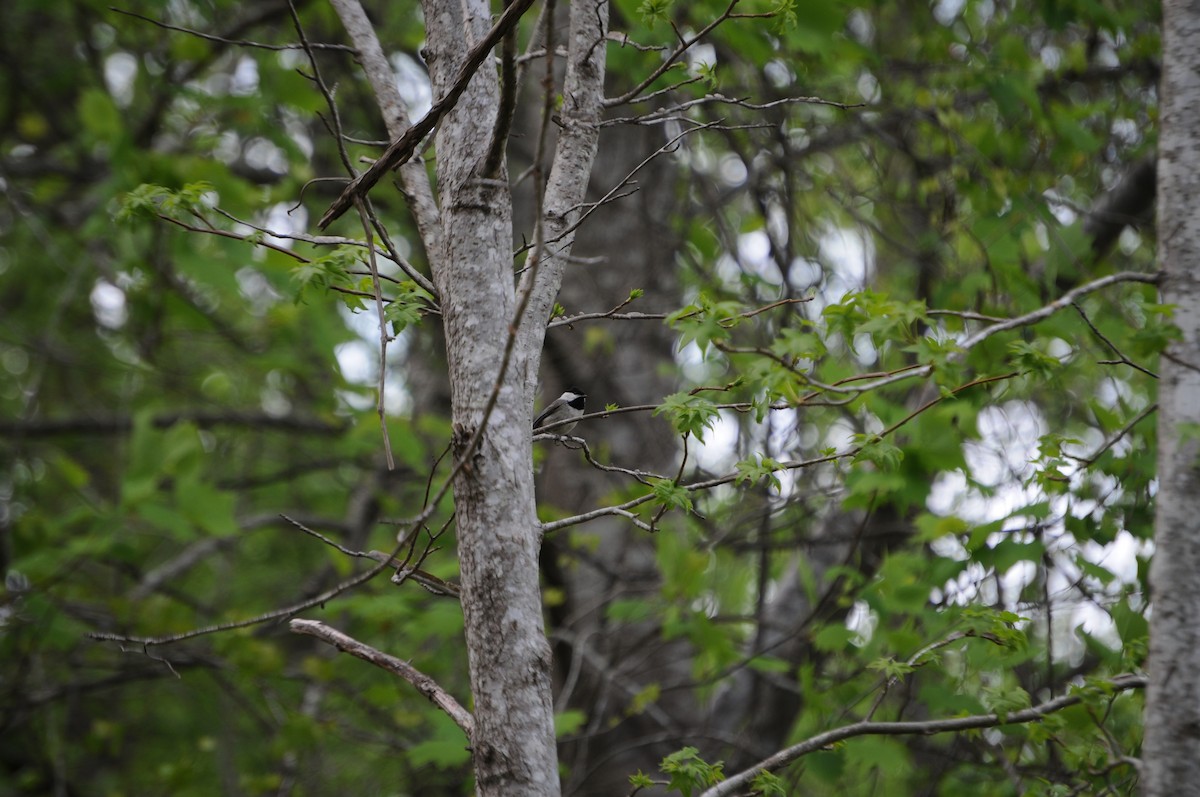 Carolina Chickadee - ML633519876