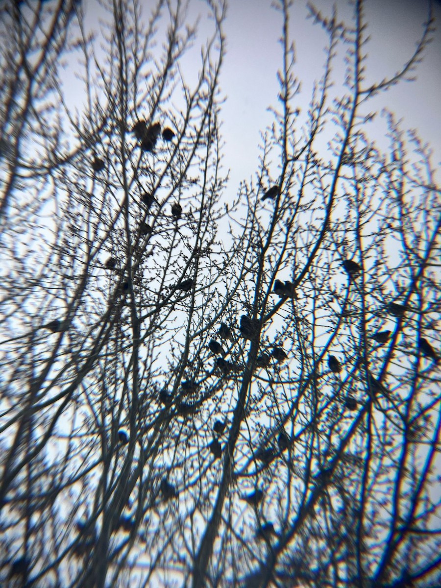 White-cheeked Starling - ML633519957