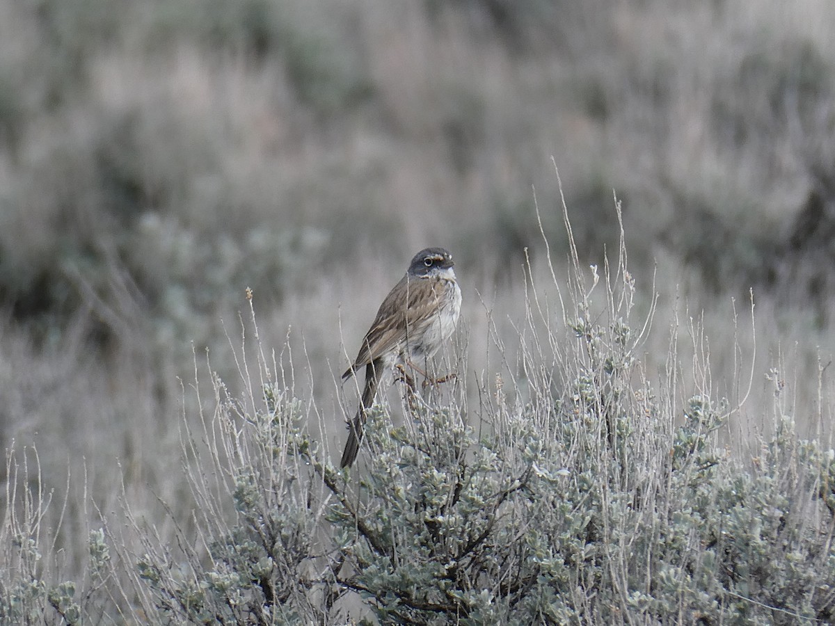 Sagebrush Sparrow - ML633519958