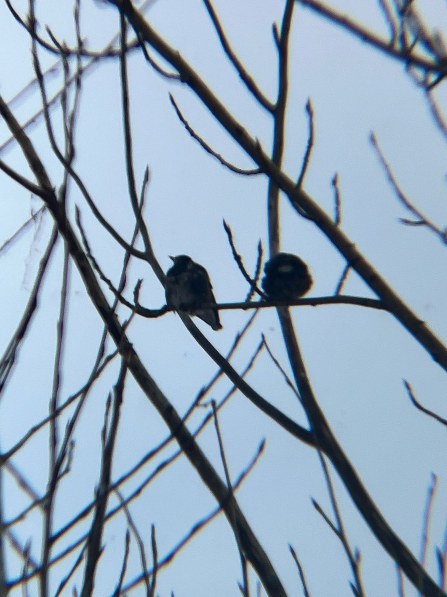 White-cheeked Starling - ML633519960