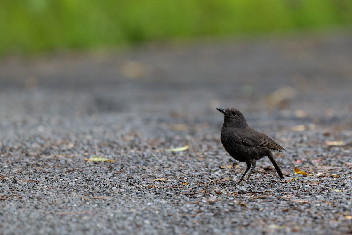 Bornean Whistling-Thrush - ML633519988
