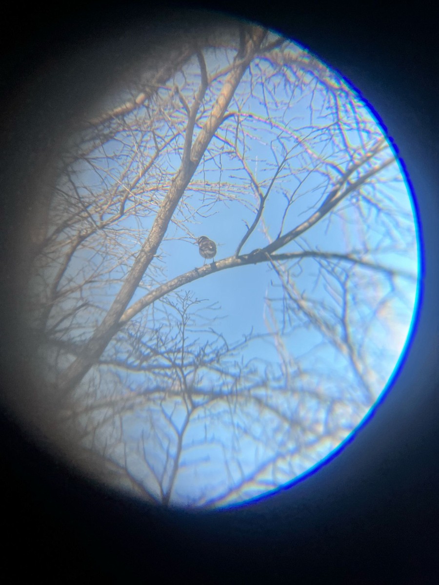 White-cheeked Starling - ML633520006