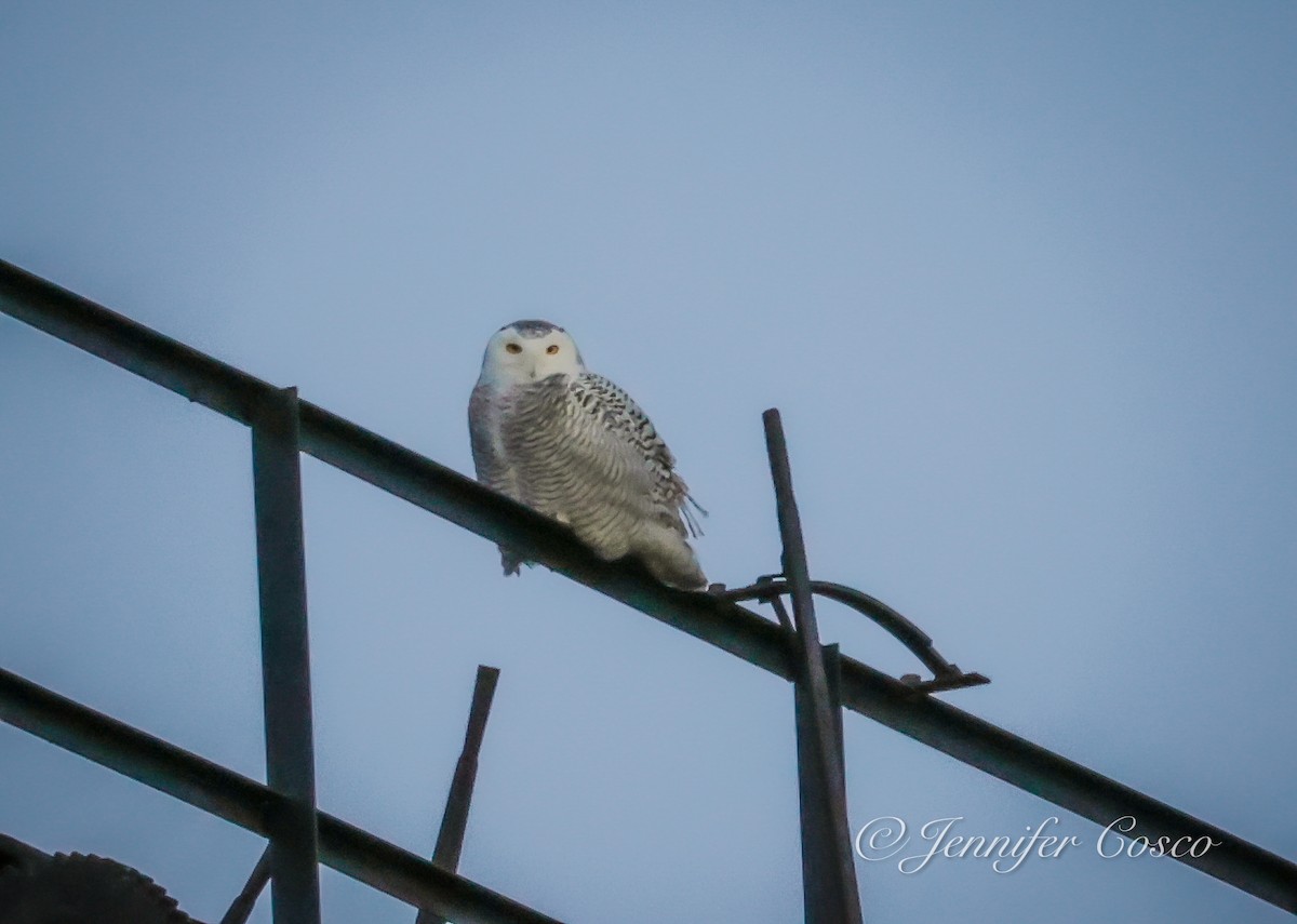 Snowy Owl - Jennifer Cosco