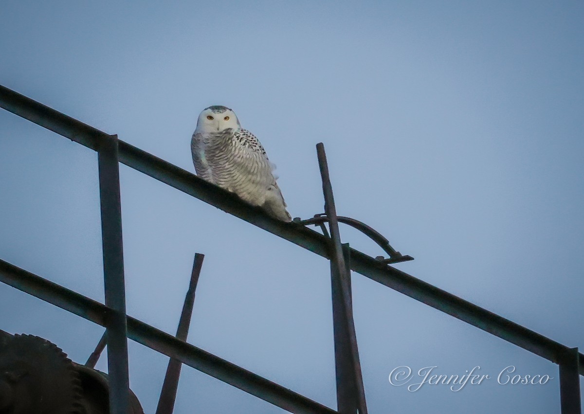 Snowy Owl - Jennifer Cosco