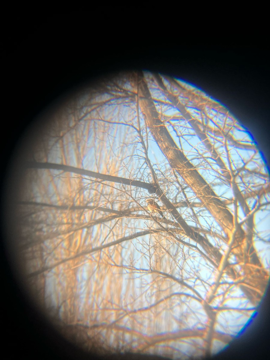 Dusky Thrush - ML633520261