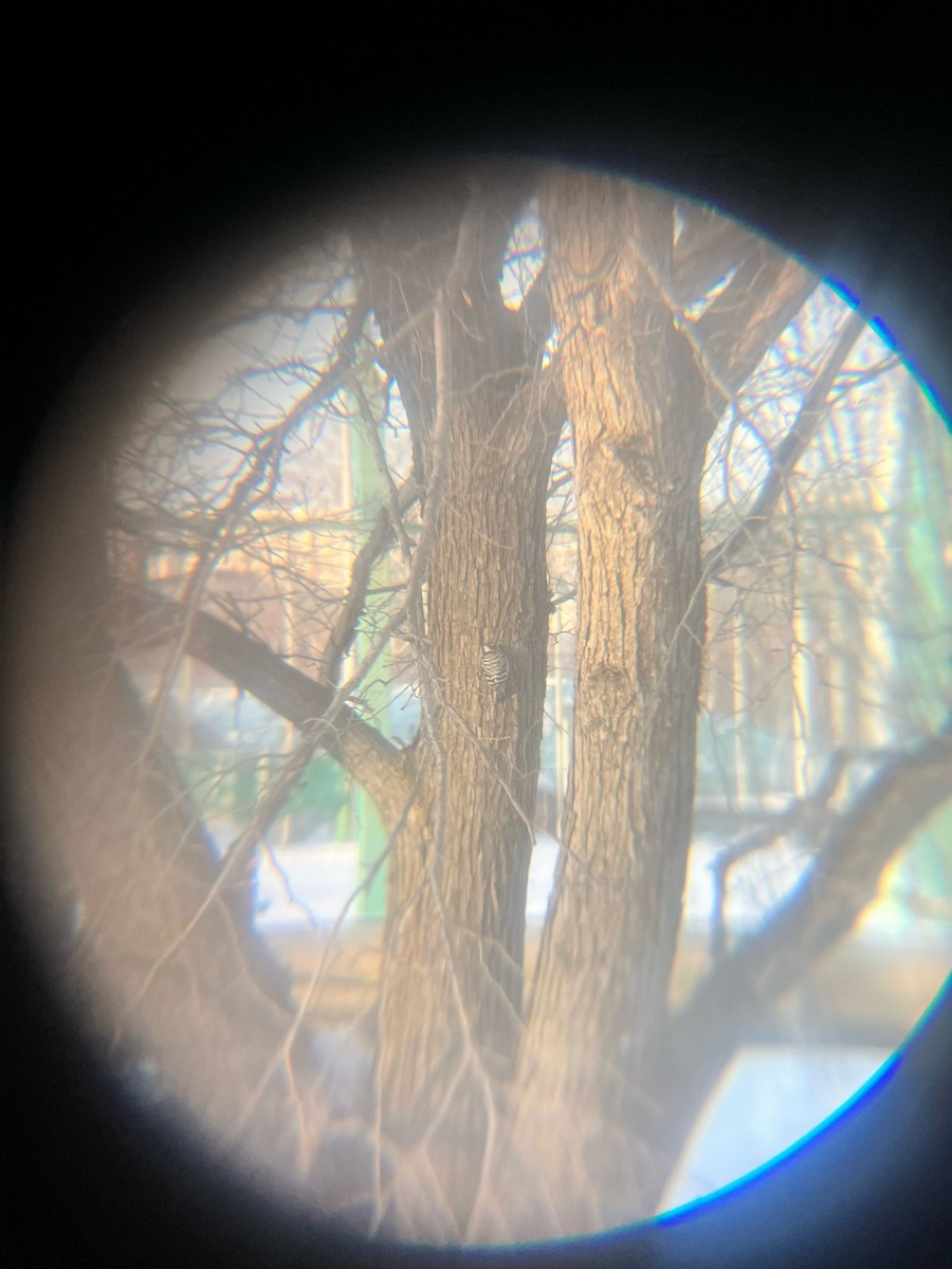Japanese Pygmy Woodpecker - ML633520268