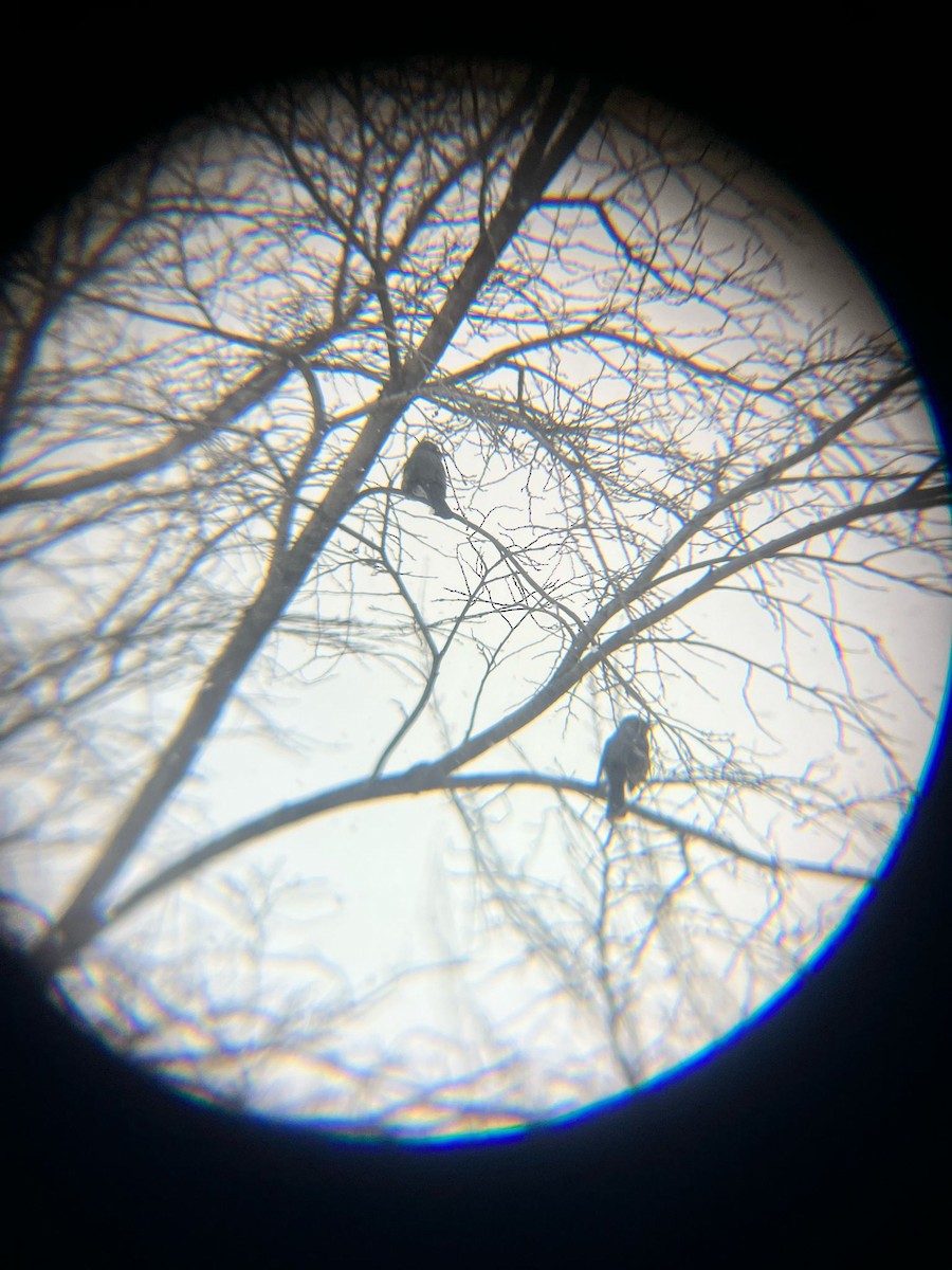 Brown-eared Bulbul - ML633520276