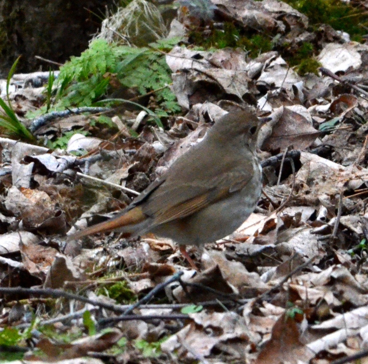 Hermit Thrush - ML633520461