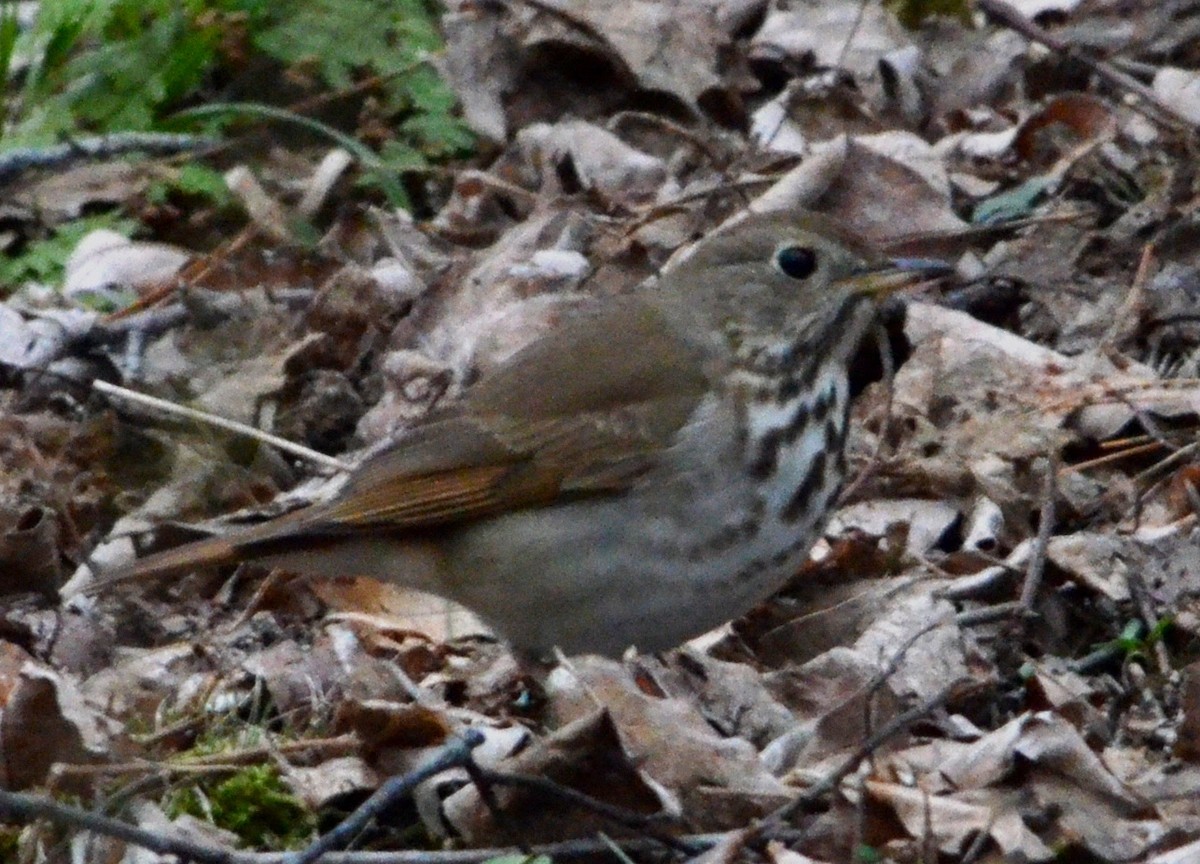 Hermit Thrush - ML633520462