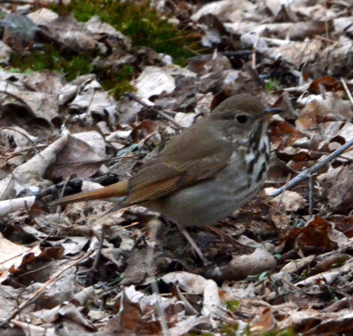 Hermit Thrush - ML633520463