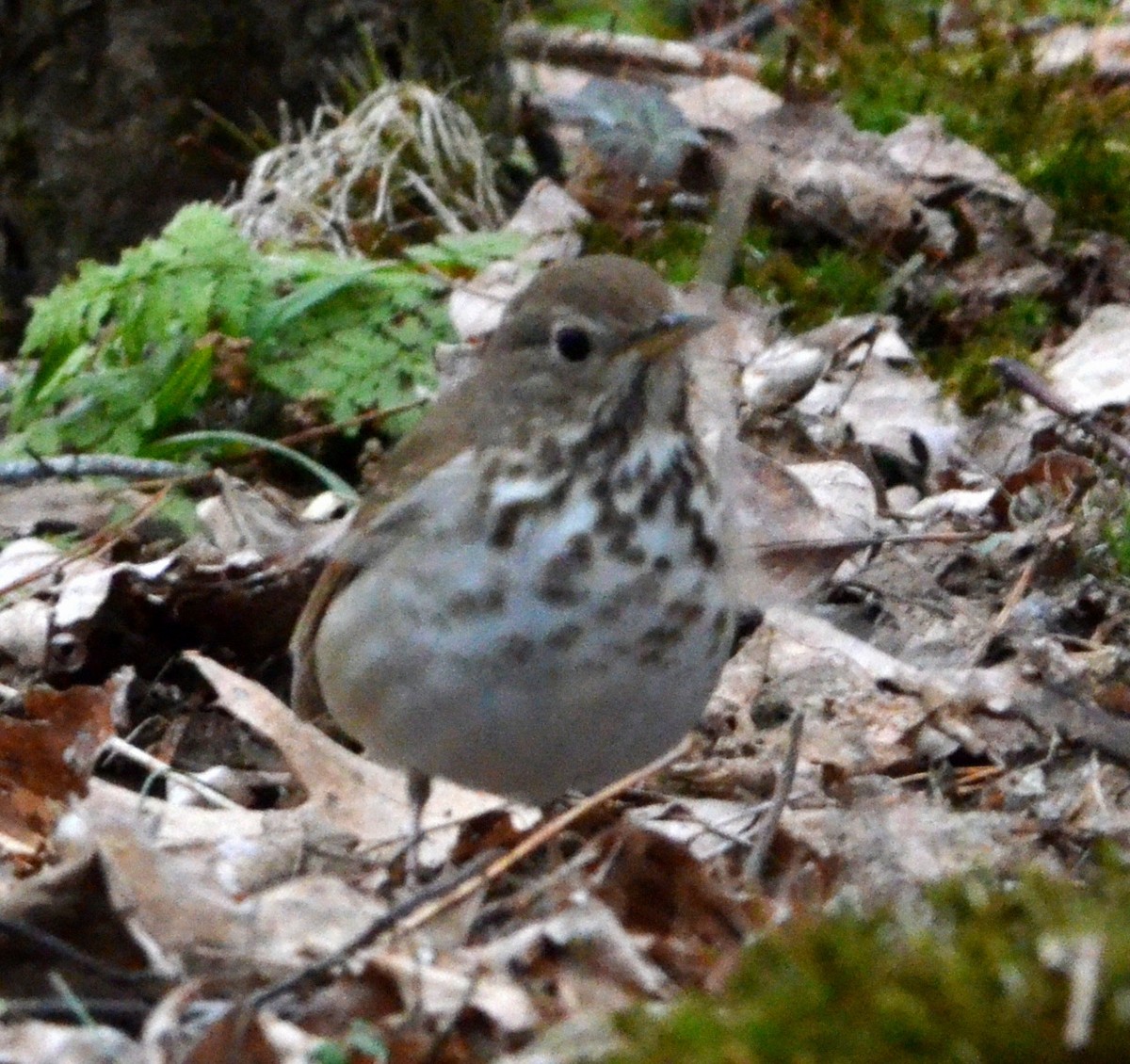 Hermit Thrush - ML633520464