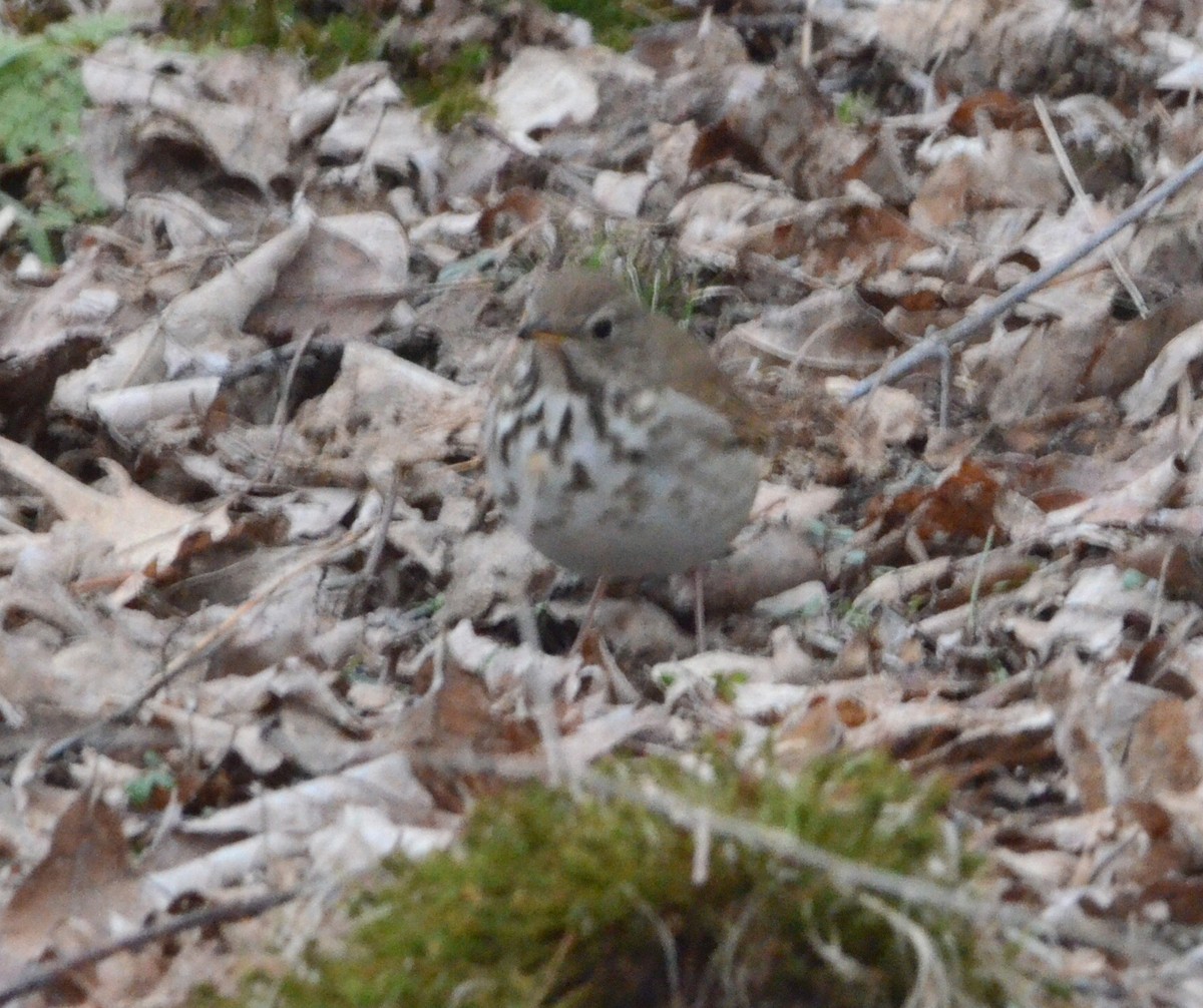 Hermit Thrush - ML633520465