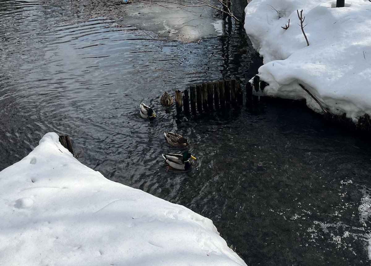 Mallard - ML633520697