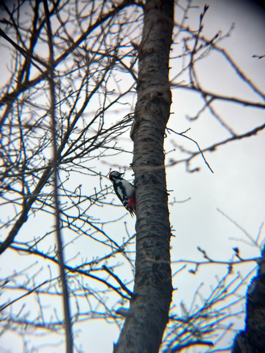 Great Spotted Woodpecker - ML633520704