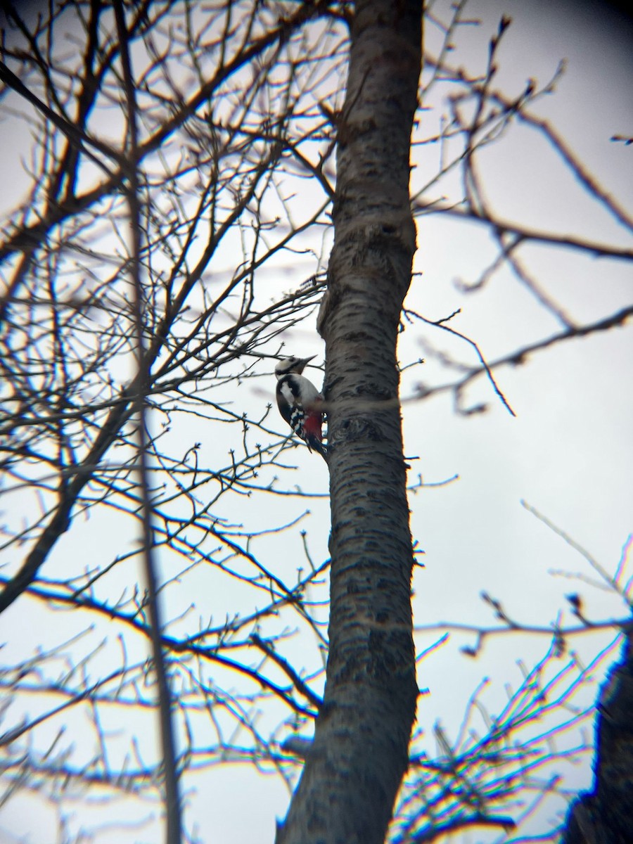 Great Spotted Woodpecker - ML633520707