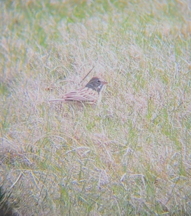 Vesper Sparrow - ML633520741