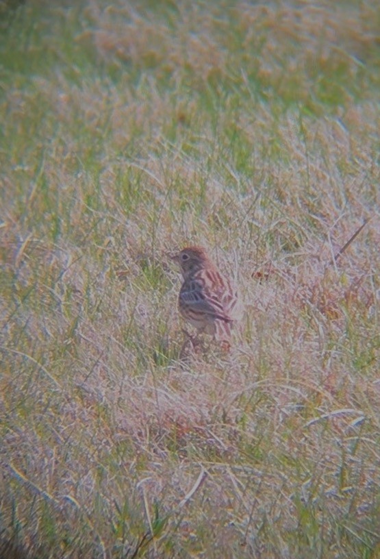 Vesper Sparrow - ML633520742