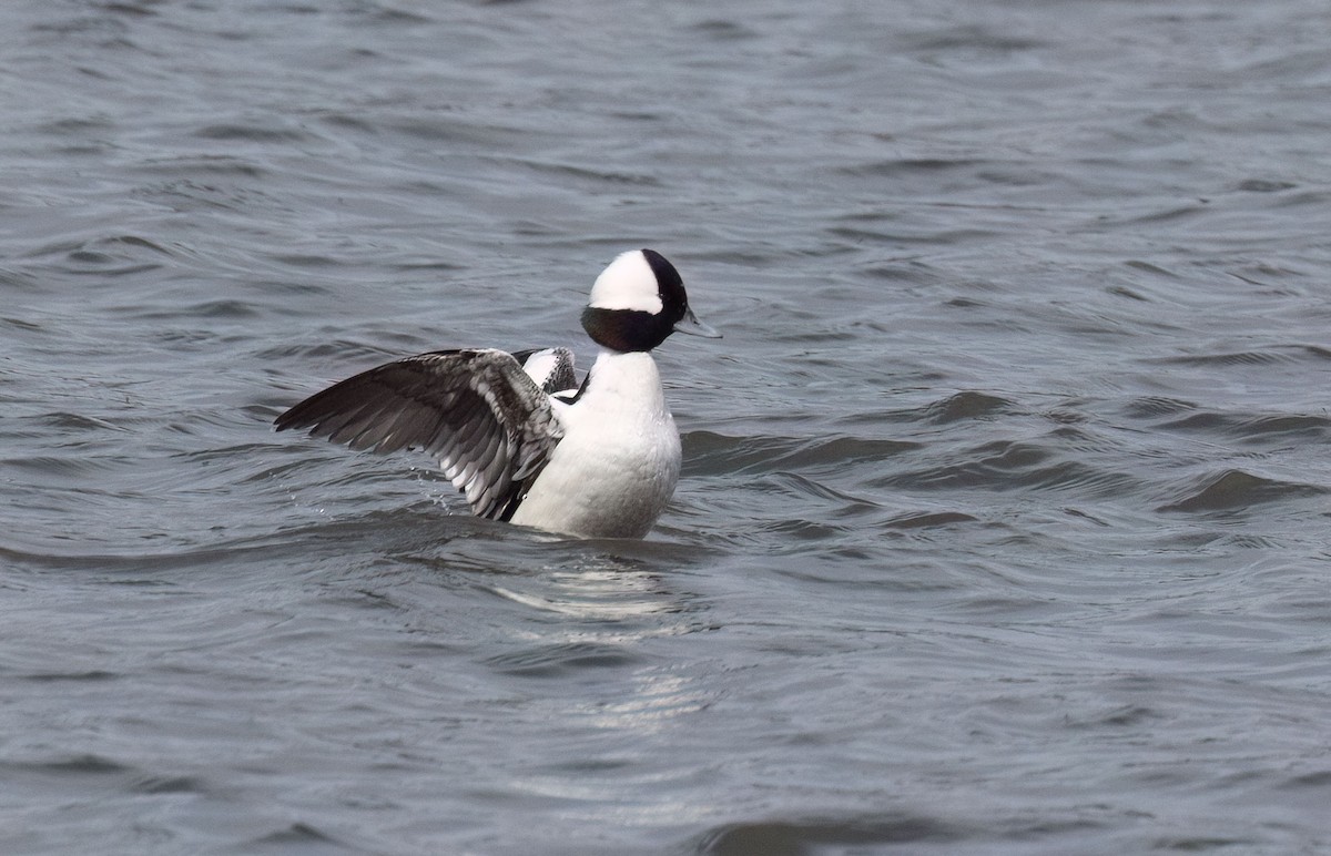 Bufflehead - ML633520826