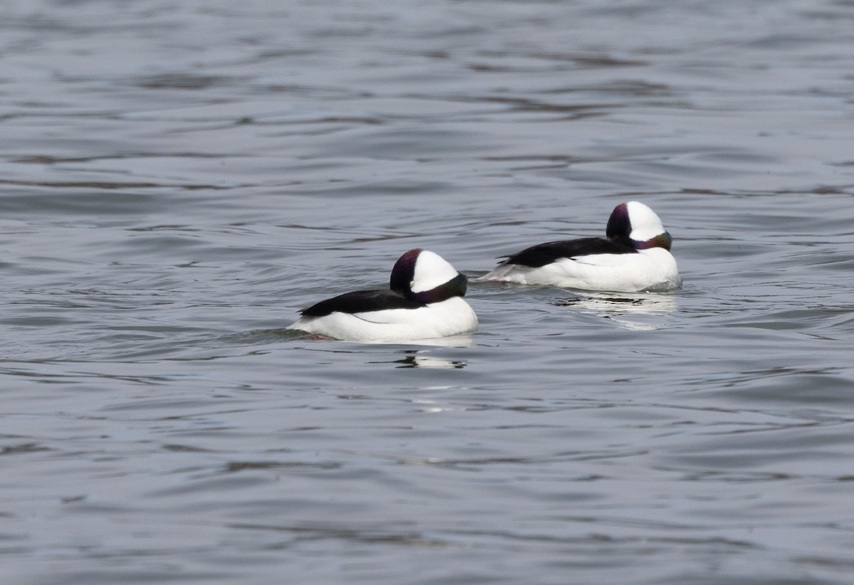 Bufflehead - ML633520827