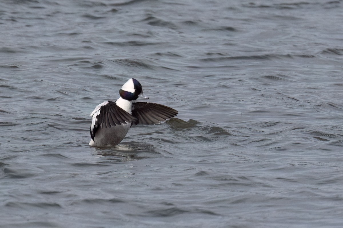Bufflehead - ML633520828