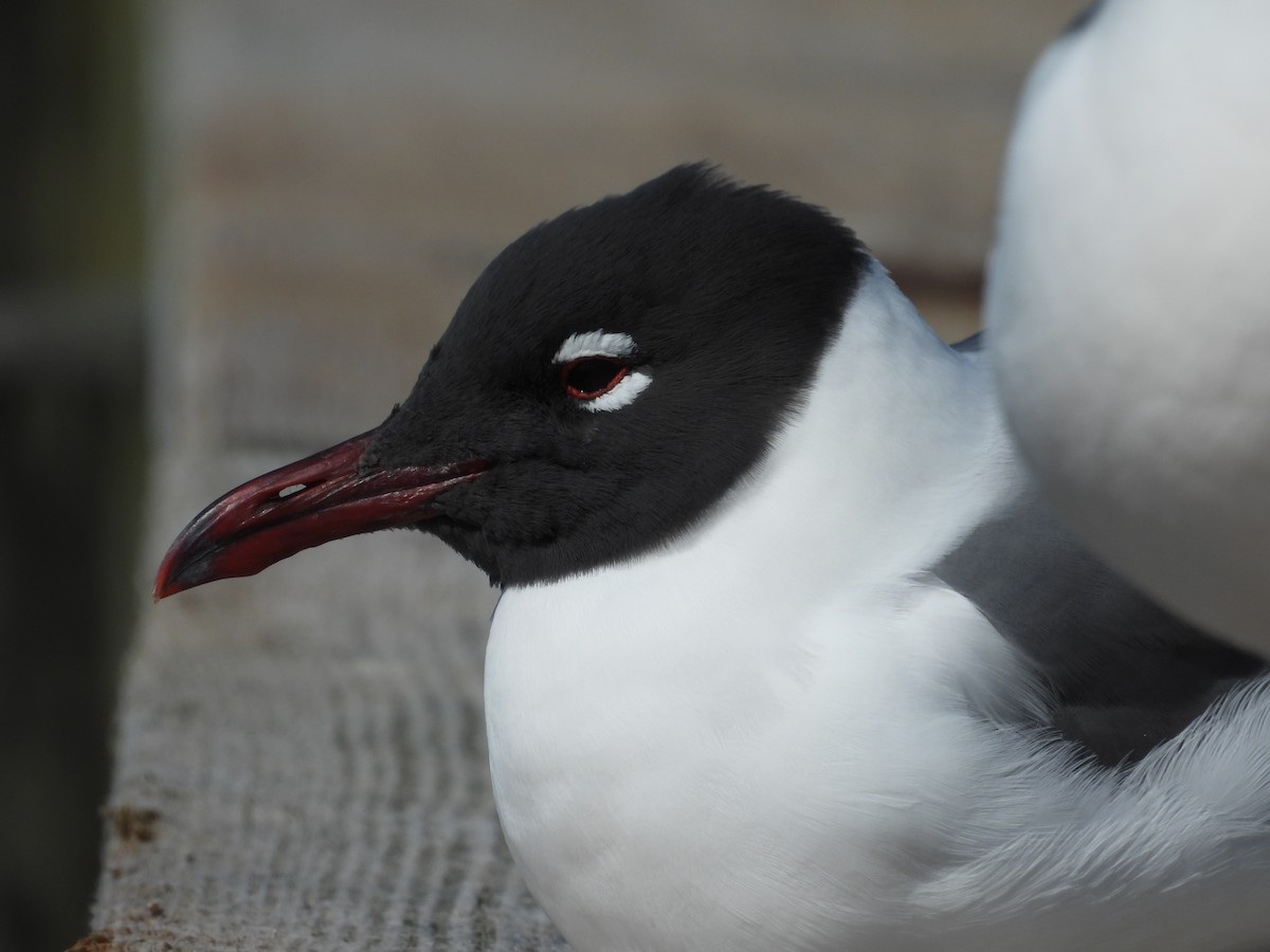 Laughing Gull - ML633520860