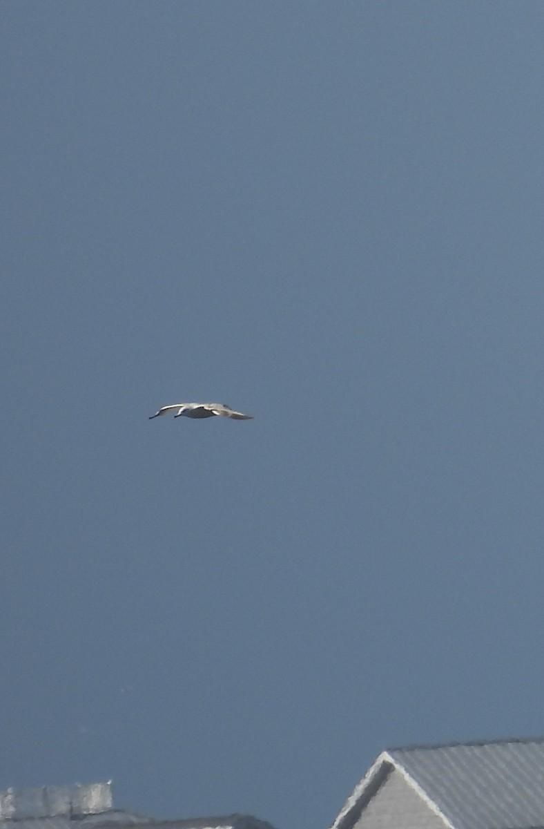 Larus sp. - ML633520865