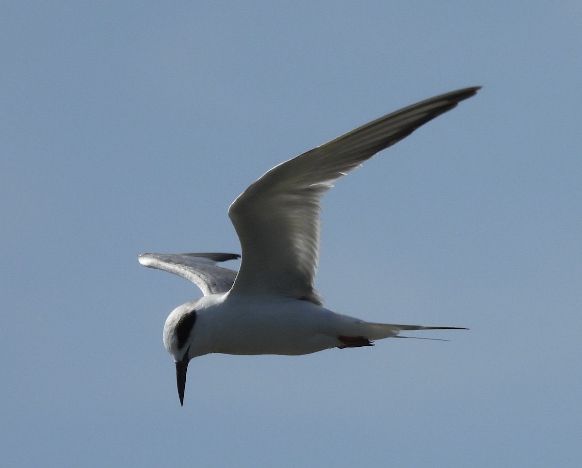 Forster's Tern - ML633520872